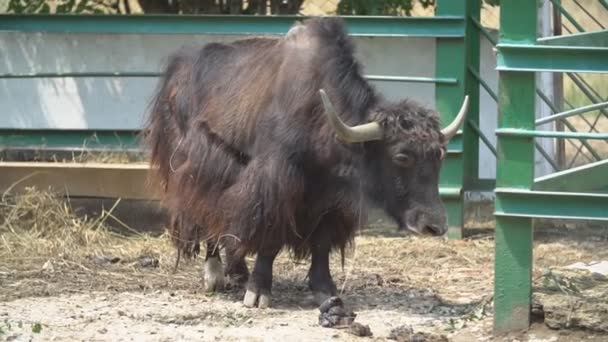 Un toro di razza Yak sta in piedi e si prende cura di qualcosa — Video Stock