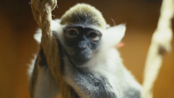 Monkey Breed kappor — Stockvideo