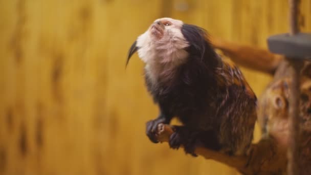 Singe de race marmoset — Video