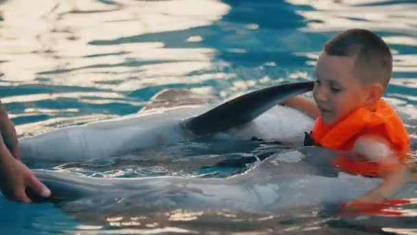 Jongen zwemt met dolfijnen — Stockvideo