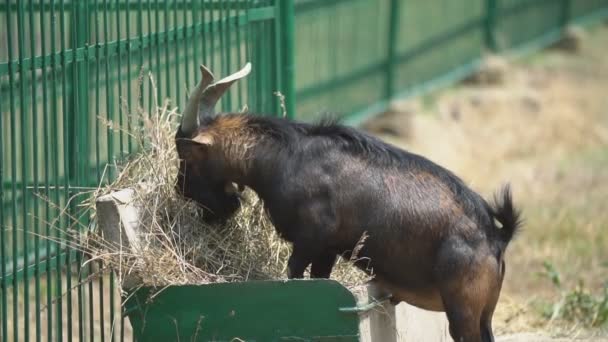 Capra nera mangia fieno — Video Stock