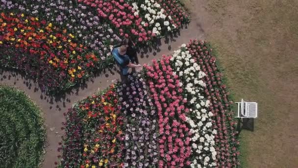 Koppel knuffelen op een tulpen veld — Stockvideo