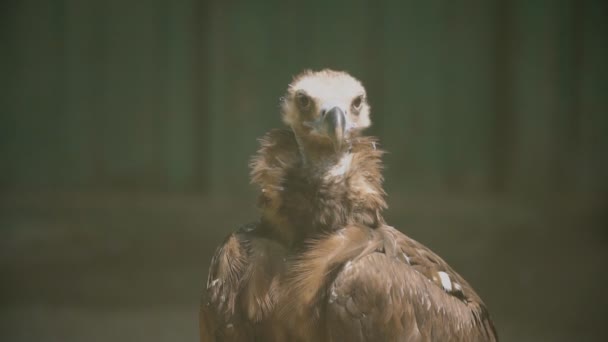 Vulture eagle portrait — Stock Video