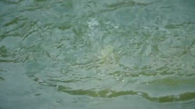 balık suya atılan ekmek yemek