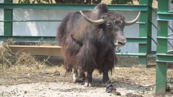 En tjur av Yak rasen står och ser ut för något — Stockvideo