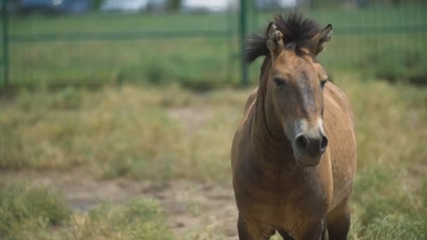 Przewalski horse portrait — Stock Video