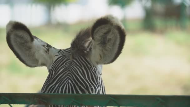 Grevys Zebra öron — Stockvideo