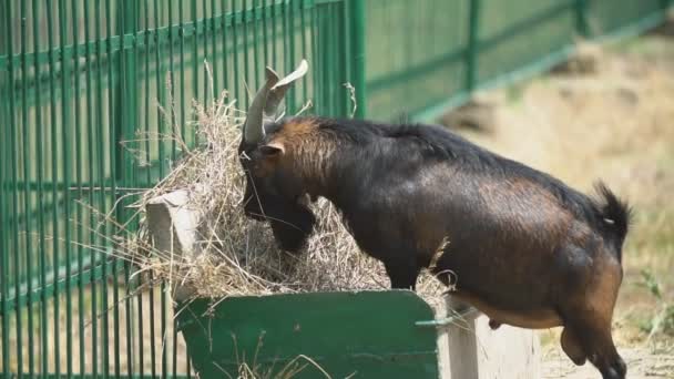 Zwarte geit eet hooi — Stockvideo