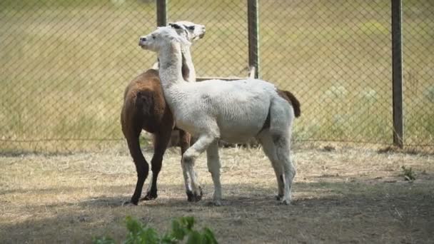 Twee Lama's van guanaco willen iets doen — Stockvideo