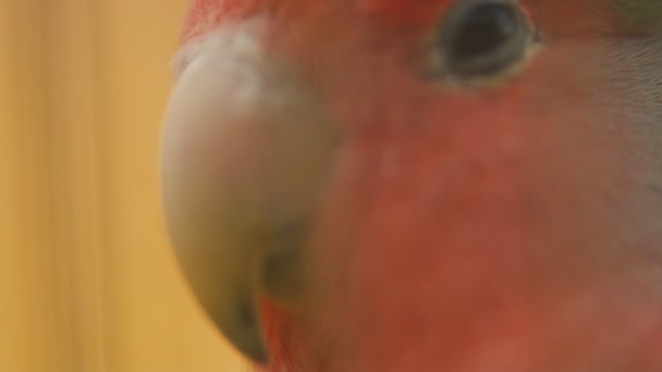 perroquet de très près 