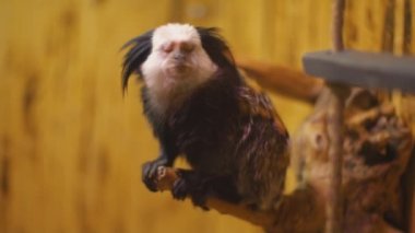 marmoset cins maymun