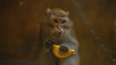 doğurmak maymun rhesus maymunlar