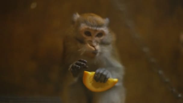 Breed monkey rhesus monkeys — Stock Video