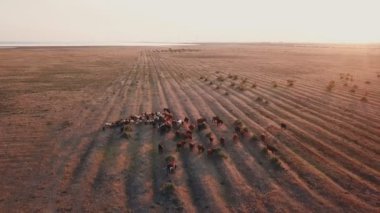 çimenlerin üzerine inek otlatmak