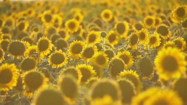 tournesol fleurs close-up 