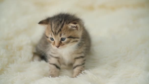 毛布の上の小さな子猫 — ストック動画
