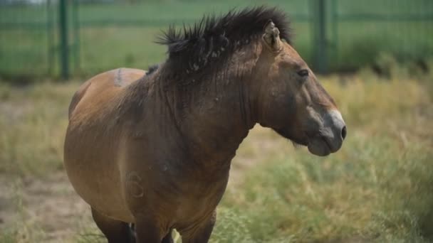 Portrét koně Przewalski — Stock video