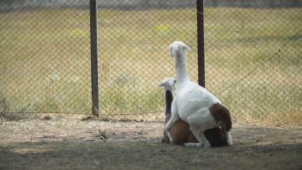 Två lamadjur av guanaco vill göra något — Stockvideo