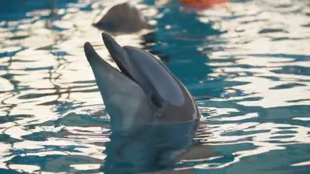 Delfín v bazénu — Stock video
