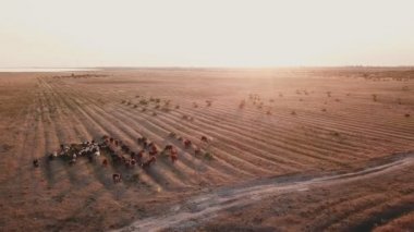 çimenlerin üzerine inek otlatmak