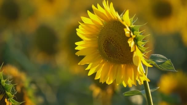 Соняшник квіти крупним планом — стокове відео