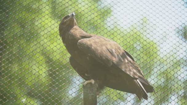 Stäpp Eagle sitter på en filial — Stockvideo