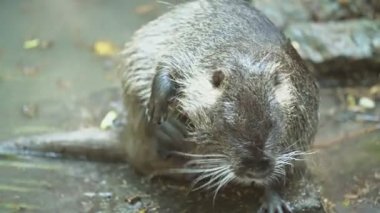 büyük nutria yıkıyor