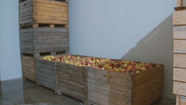 Caixas grandes com maçãs — Vídeo de Stock