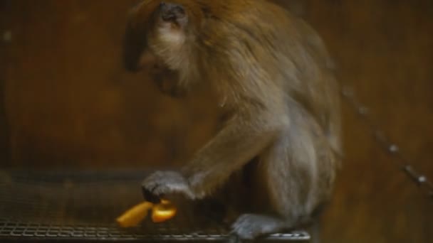 Breed monkey rhesus monkeys — Stock Video