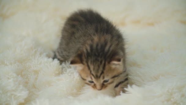 Μικρή γατούλα σε μια κουβέρτα — Αρχείο Βίντεο