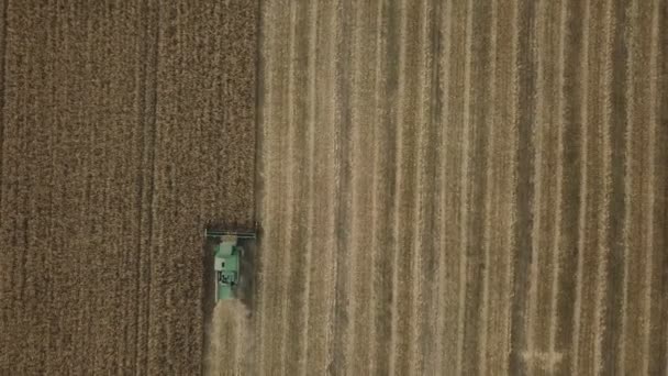 La cosechadora recoge el grano — Vídeo de stock