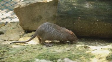 Nutria taşların üzerinde yürüyor