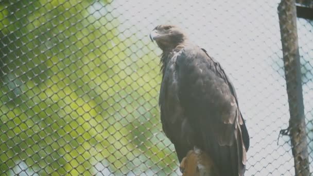 Águila esteparia sentada en una rama — Vídeo de stock