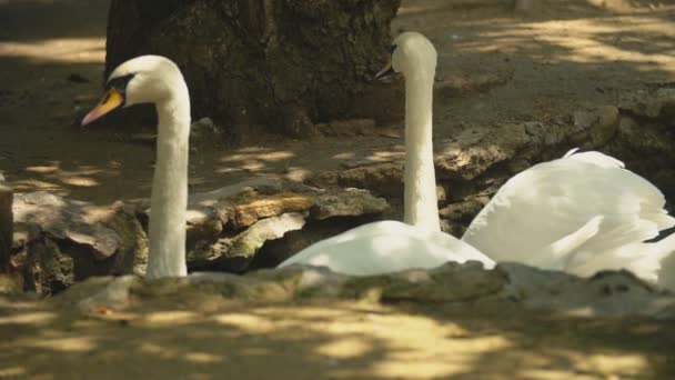 Dois cisnes brancos nadam no buraco — Vídeo de Stock