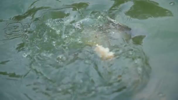 Los peces comen pan tirado al agua — Vídeos de Stock