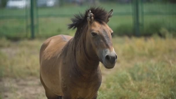 Portrét koně Przewalski — Stock video