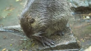 büyük nutria yıkıyor