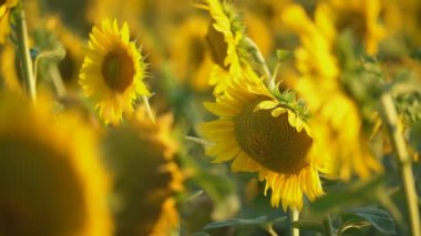 ayçiçeği çiçekleri yakın çekim