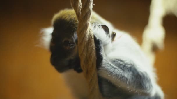 Пальто мавпи породи — стокове відео