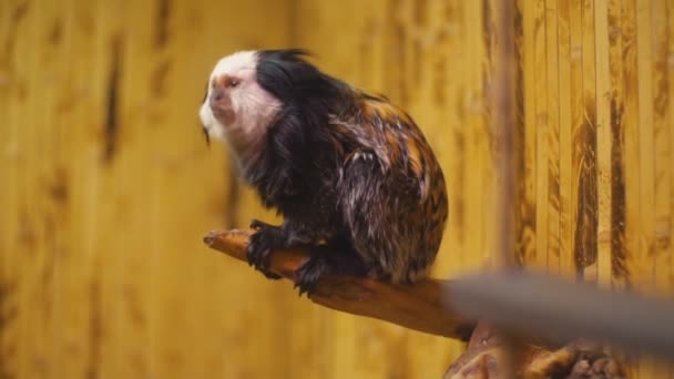 Singe de race marmoset — Video