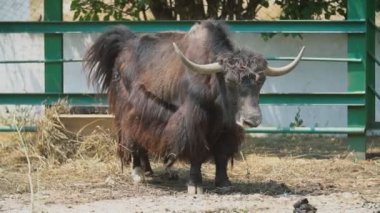 Yak cins bir boğa standları ve bir şey için dışarı bakar
