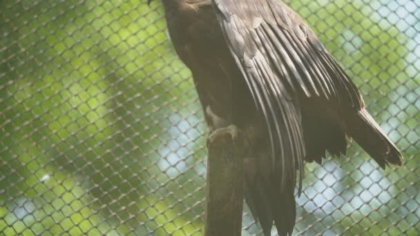 Steppe eagle sitting on a branch — Stock Video