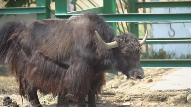 Banteng dari ras Yak berdiri dan melihat keluar untuk sesuatu — Stok Video