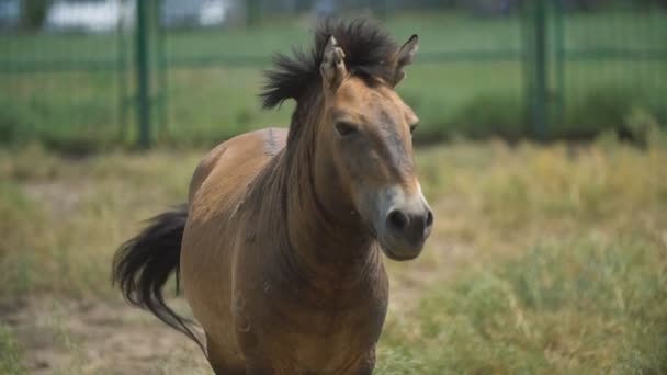 Retrato de caballo de Przewalski — Vídeos de Stock