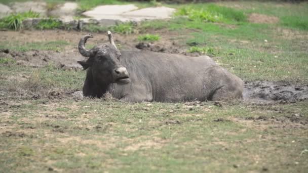 Азиатский буйвол лежит рядом с болотом — стоковое видео