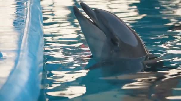 Dolphin in the pool — Stock Video