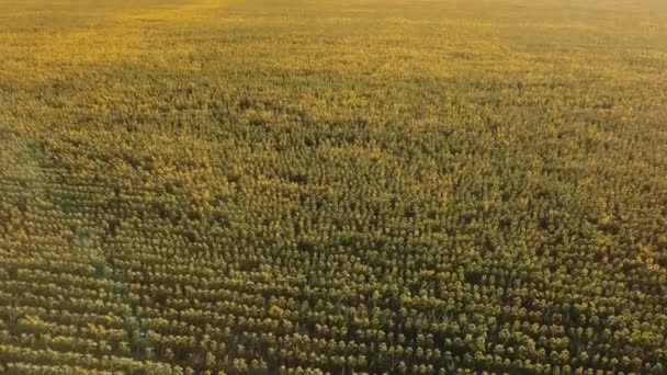 Vista aérea de flores de girassol — Vídeo de Stock