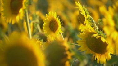 ayçiçeği çiçekleri yakın çekim