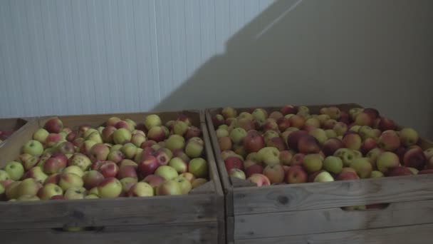 Cajas grandes con manzanas — Vídeo de stock