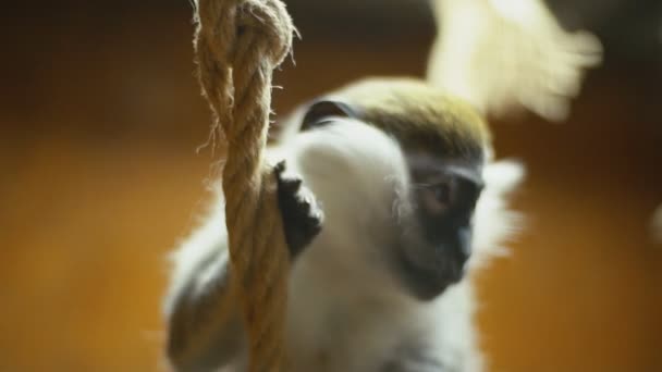 猴子品种高士 — 图库视频影像